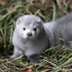 A mink that was released from a breeding facility in the eastern German town of Grabow by an unknown group in October 2007.